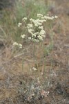Strict Desert Buckwheat