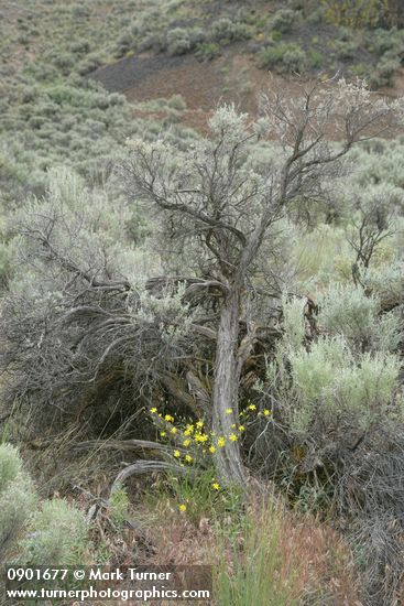 Crepis atribarba; Artemisia tridentata