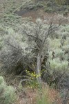 Slender Hawksbeard at base of Big Sagebrush