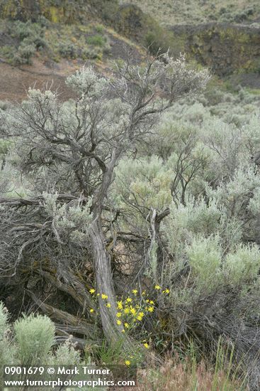 Crepis atribarba; Artemisia tridentata