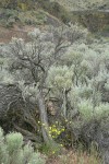 Slender Hawksbeard at base of Big Sagebrush