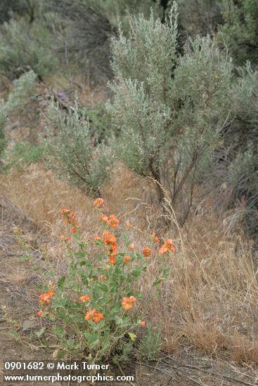 Sphaeralcea munroana