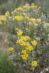 Spineless Horsebrush blossoms