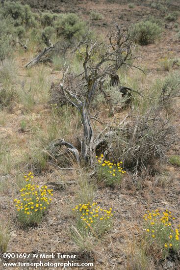 Erigeron linearis