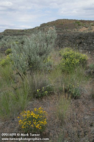 Erigeron linearis; Artemisia tridentata; Eriogonum sphaerocephalum