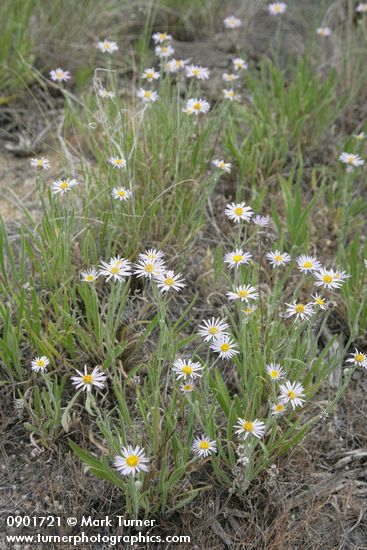 Erigeron corymbosus