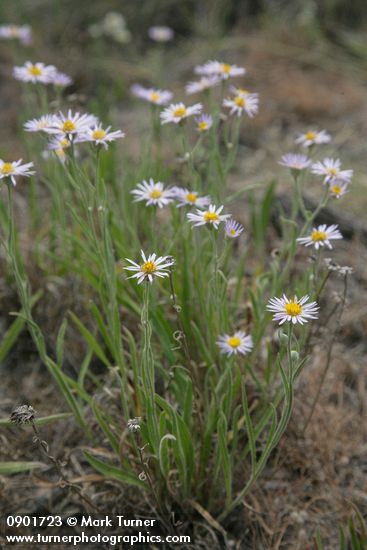 Erigeron corymbosus