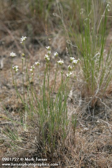 Arenaria congesta