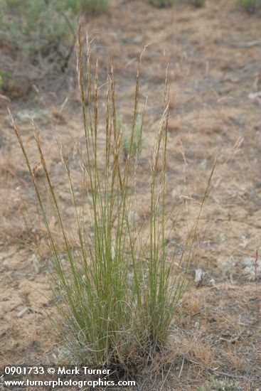 Achnatherum occidentale ssp. pubescens (Stipa occidentalis)