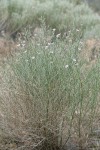 Narrowleaf Wirelettuce