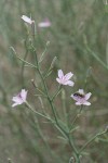 Narrowleaf Wirelettuce blossoms