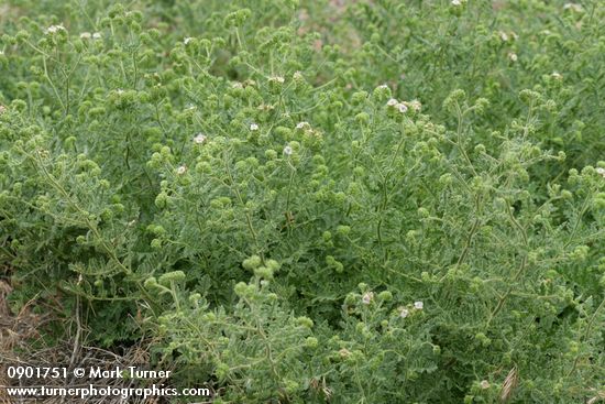 Phacelia ramosissima