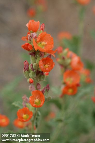 Sphaeralcea munroana