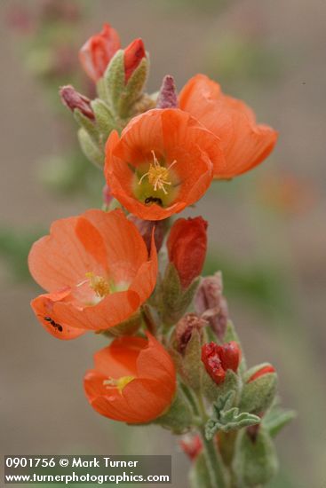 Sphaeralcea munroana