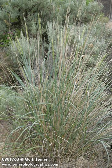 Leymus cinereus (Elymus cinereus)