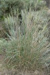 Basin Wildrye