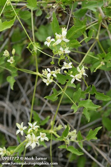 Clematis ligusticifolia