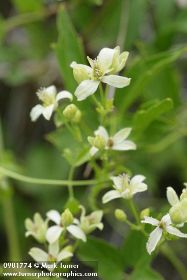 Clematis ligusticifolia