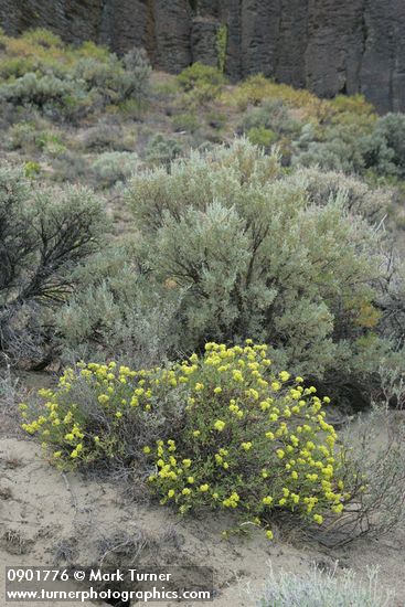 Eriogonum sphaerocephalum; Artemisia tridentata