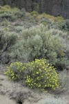 Round-headed Desert Buckwheat among Big Sagebrush