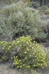 Round-headed Desert Buckwheat among Big Sagebrush