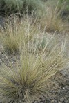 Needle and Thread Grass