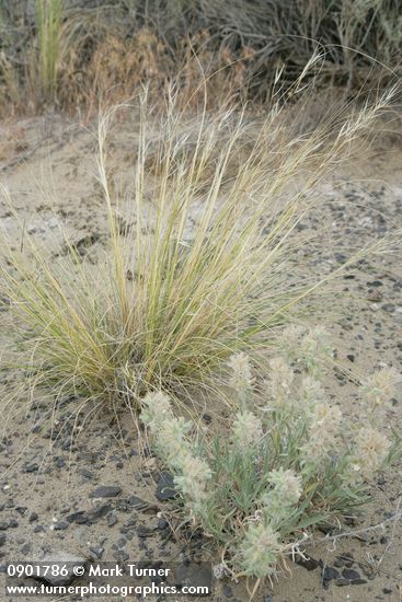 Hesperostipa comata (Stipa comata); Cryptantha leucophaea