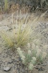 Needle and Thread Grass w/ Gray Cryptantha (in fruit)