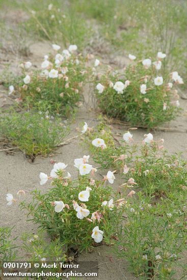 Oenothera pallida