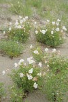 Pale Evening Primroses