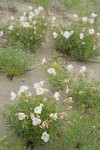 Pale Evening Primroses