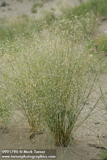 Achnatherum hymenoides (Oryzopsis hymenoides)