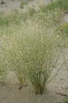 Indian Ricegrass in seed