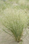 Indian Ricegrass in seed