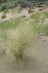 Indian Ricegrass in seed