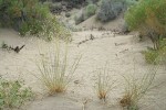 Indian Ricegrass in seed