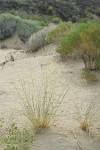 Indian Ricegrass in seed