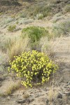 Round-headed Desert Buckwheat w/ Bluebunch Wheatgrass in sage-steppe habitat
