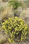 Round-headed Desert Buckwheat w/ Bluebunch Wheatgrass in sage-steppe habitat