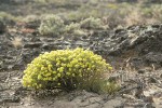 Round-headed Desert Buckwheat