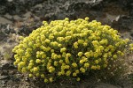 Round-headed Desert Buckwheat