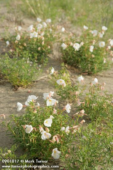 Oenothera pallida