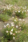 Pale Evening Primroses