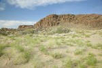 Indian Ricegrass, White Sand Verbena, Columbia Cutleaf,  Lemon Scurfpea in sand below basalt cliffs