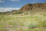 Columbia Cutleaf,  Lemon Scurfpea in sand below basalt cliffs