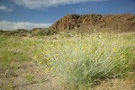 Columbia Cutleaf,  Lemon Scurfpea in sand below basalt cliffs