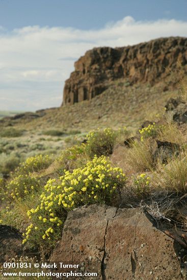Eriogonum sphaerocephalum