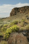 Round-headed Desert Buckwheat in sage-steppe habitat below basalt cliffs