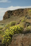 Round-headed Desert Buckwheat in sage-steppe habitat below basalt cliffs