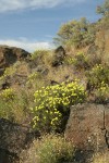 Round-headed Desert Buckwheat in sage-steppe habitat